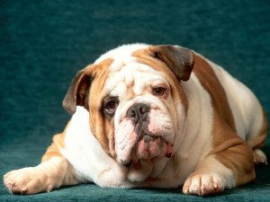 Bulldog 01 HD Wallpaper