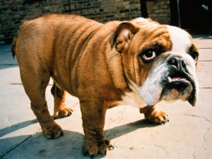 Bulldog 02 HD Wallpaper