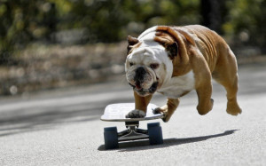 Bulldog 03 HD Wallpaper