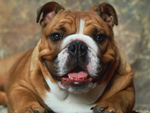 Bulldog 05 HD Wallpaper