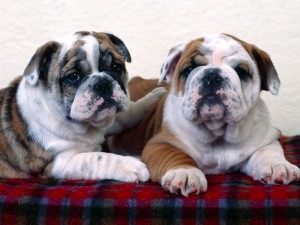 Bulldog 06 HD Wallpaper