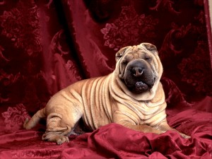 Bulldog-07-HD-Wallpaper