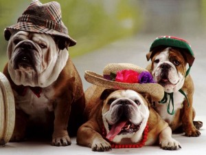 Bulldog 08 HD Wallpaper