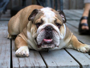 Bulldog HD Wallpaper