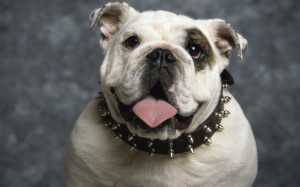 Bulldog Wallpaper