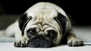 Cute Dog HD Wallpaper