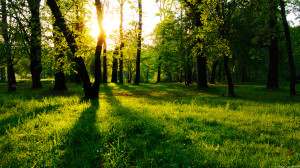 Nature HD 1080p 01 Wallpaper