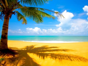Palm Tree Beach Wallpaper