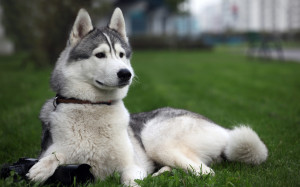 Siberian Husky 02 HD Wallpaper