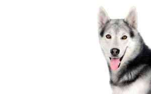 Siberian Husky 03 HD Wallpaper