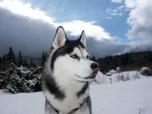 Siberian Husky 04 HD Wallpaper