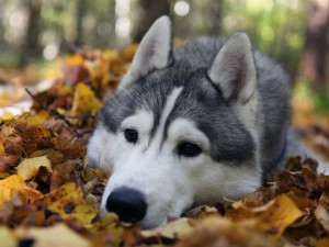 Siberian Husky 05 HD Wallpaper