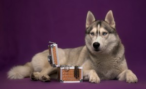 Siberian Husky 06 HD Wallpaper