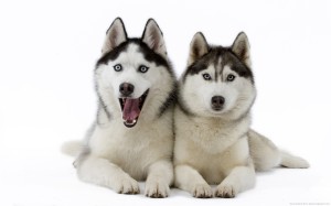 Siberian Husky 07 HD Wallpaper
