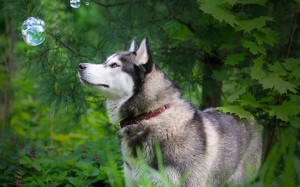 Siberian Husky 08 HD Wallpaper