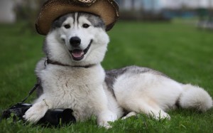 Siberian Husky 09 HD Wallpaper