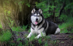 Siberian Husky 10 HD Wallpaper