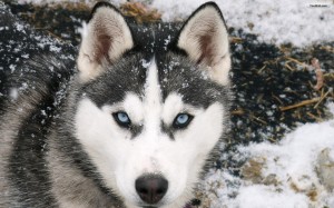 Siberian Husky HD Wallpaper