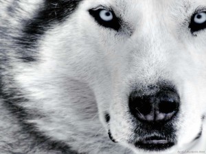 Siberian Husky Wallpaper