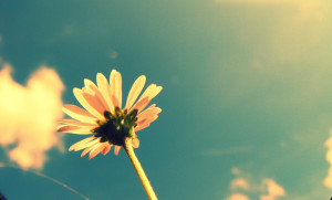 Summer-Flower-Wallpaper