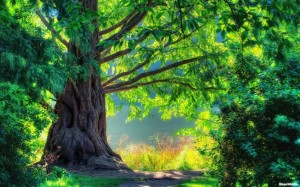 3D Nature Wallpaper