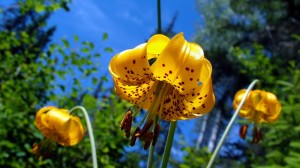 Beautiful Flower Nature Wallpaper