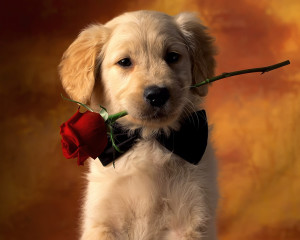 Cute Baby Dog Wallpaper 01