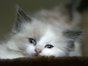 Cute Cat 01 Wallpaper