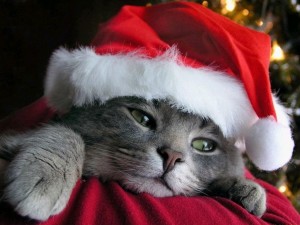 Cute Cats Christmas Wallpaper