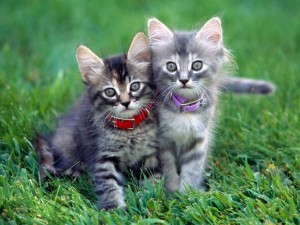 Cute Cats Wallpaper 02