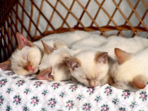 Cute Cats Wallpaper 03