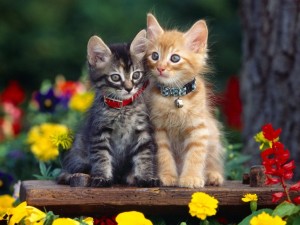 Cute Cats Wallpaper 04