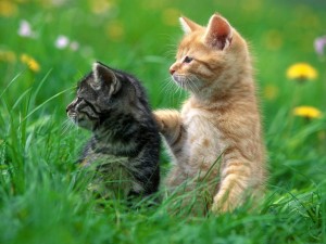 Cute Cats Wallpaper 05