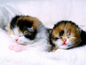 Cute Kitten Wallpaper 01