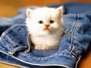 Cute Kitten Wallpaper 02