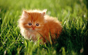 Cute Kitten Wallpaper
