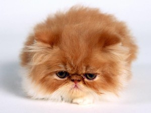 Cute Persian Cats