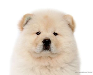 Cute Puppies Dog Wallpaper 01