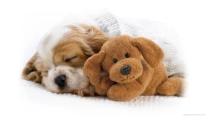 Cute Puppies Dog Wallpaper 04