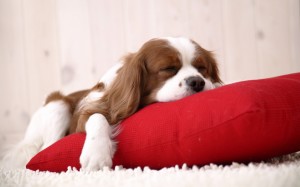 Cute Sleeping Puppies Wallpaper