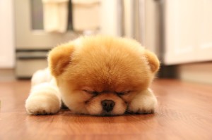 Cute Sleeping Puppies Wallpapers