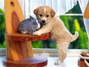 Dog and Rabbit Wallpaper