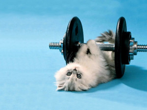 Funny Cat Wallpaper