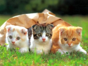 Funny Kitten 02 Wallpaper