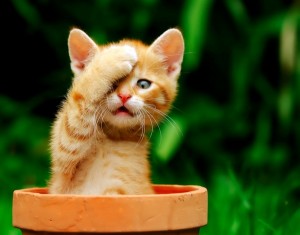 Funny Kitten 02 Wallpaper