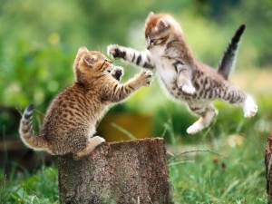 Funny Kitten 03 Wallpaper
