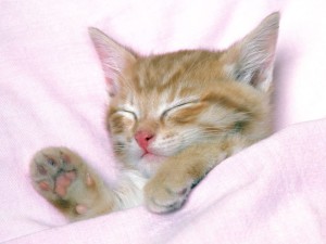 Funny Kitten 03 Wallpaper