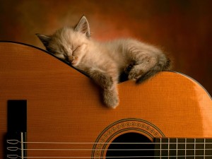 Funny Kitten 04 Wallpaper