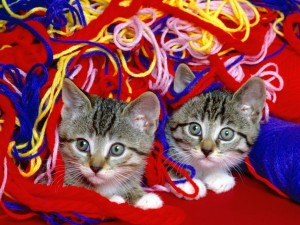 Funny Kitten 04 Wallpaper