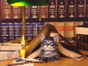 Funny Kitten 05 Wallpaper